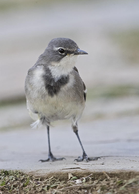 Wagtail,Cape 