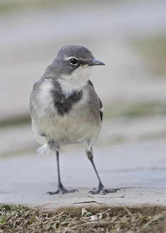 Cape Wagtail  Motacilla capensis