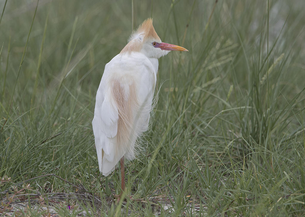 Western  Cattle Egret   Bubulcus ibis
