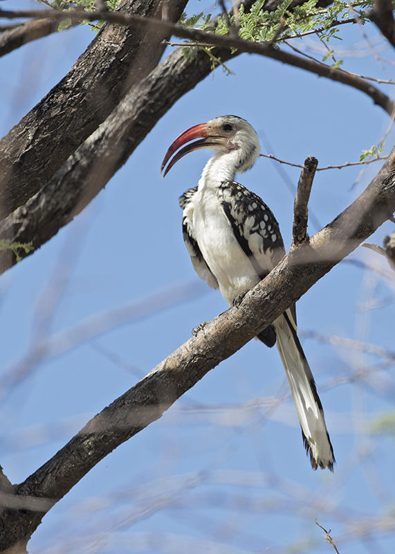 Hornbill,Damara 