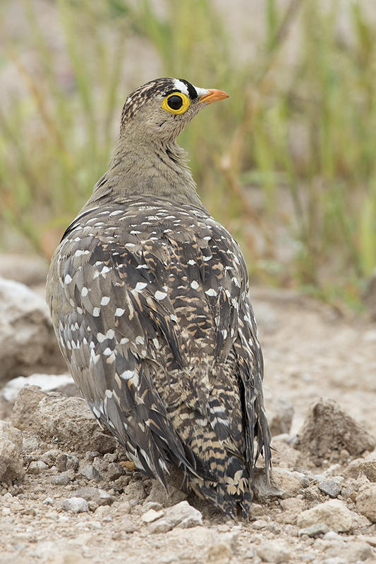 Double-banded Sandgrouse  Pterocles bicinctus male