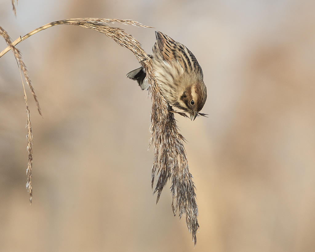 Reed Bunting   Wales