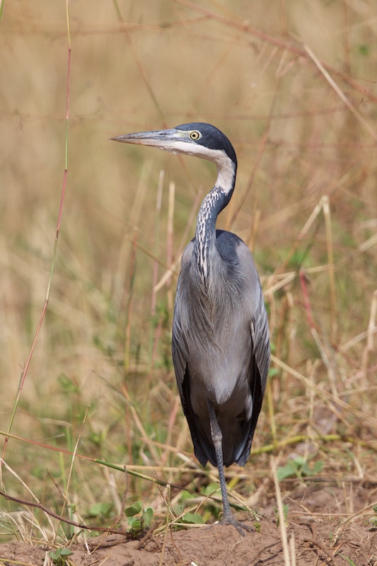 Black-headed Heron  Gambia