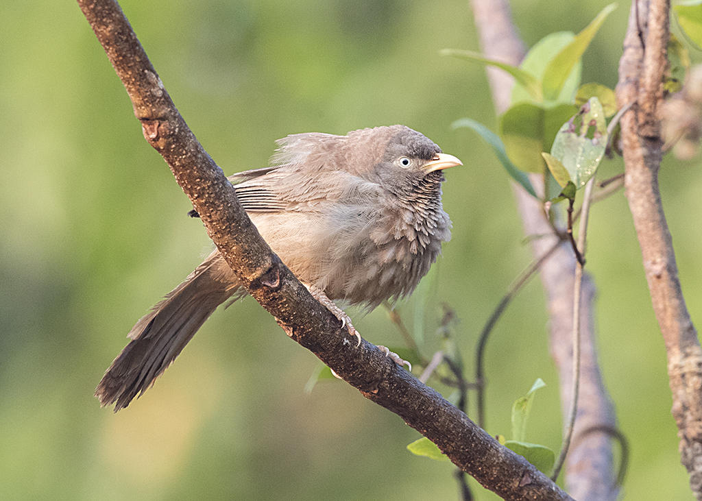 Jungle Babbler    Goa, India