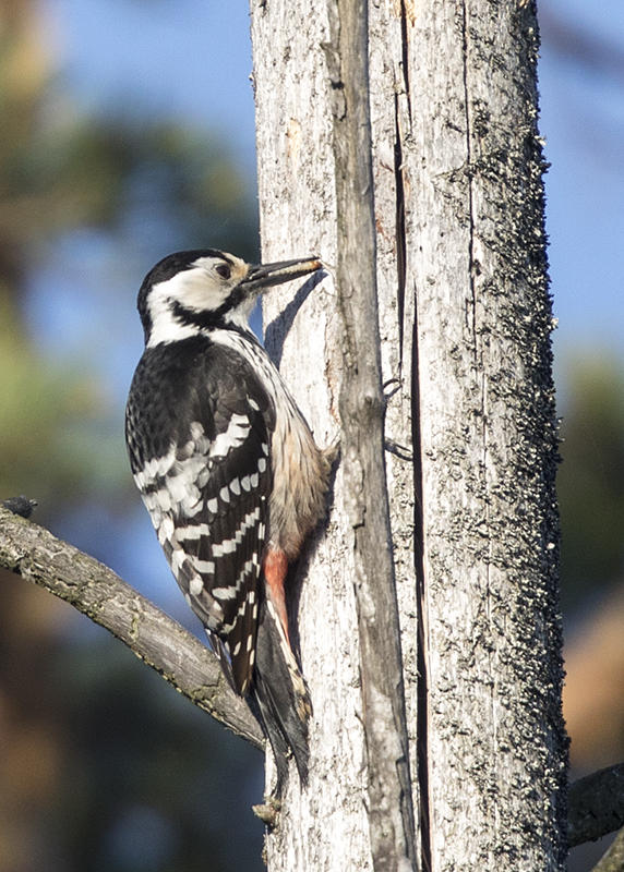 White-backed Woodpecker    Estonia