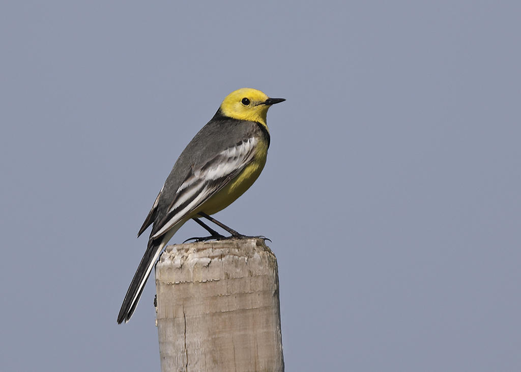 Citrine Wagtail    Estonia