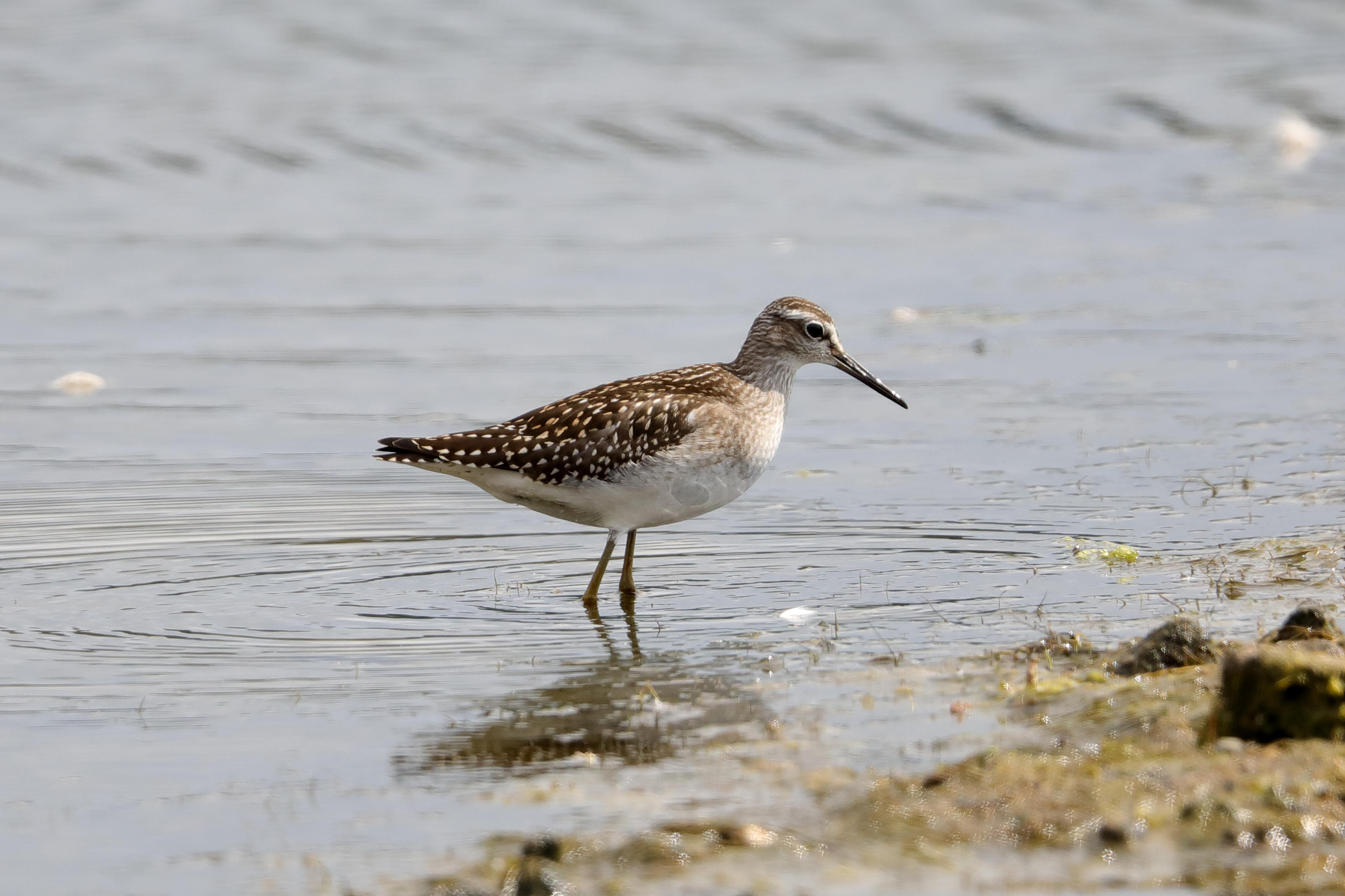 Wood Sandpiper    Wales