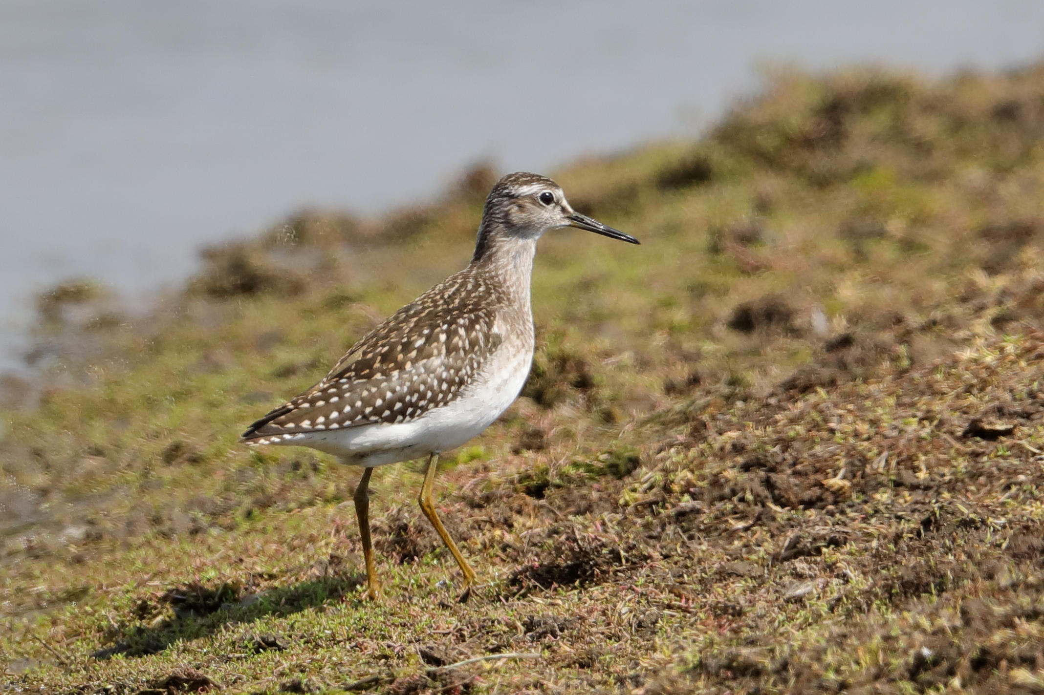 Wood Sandpiper    Wales