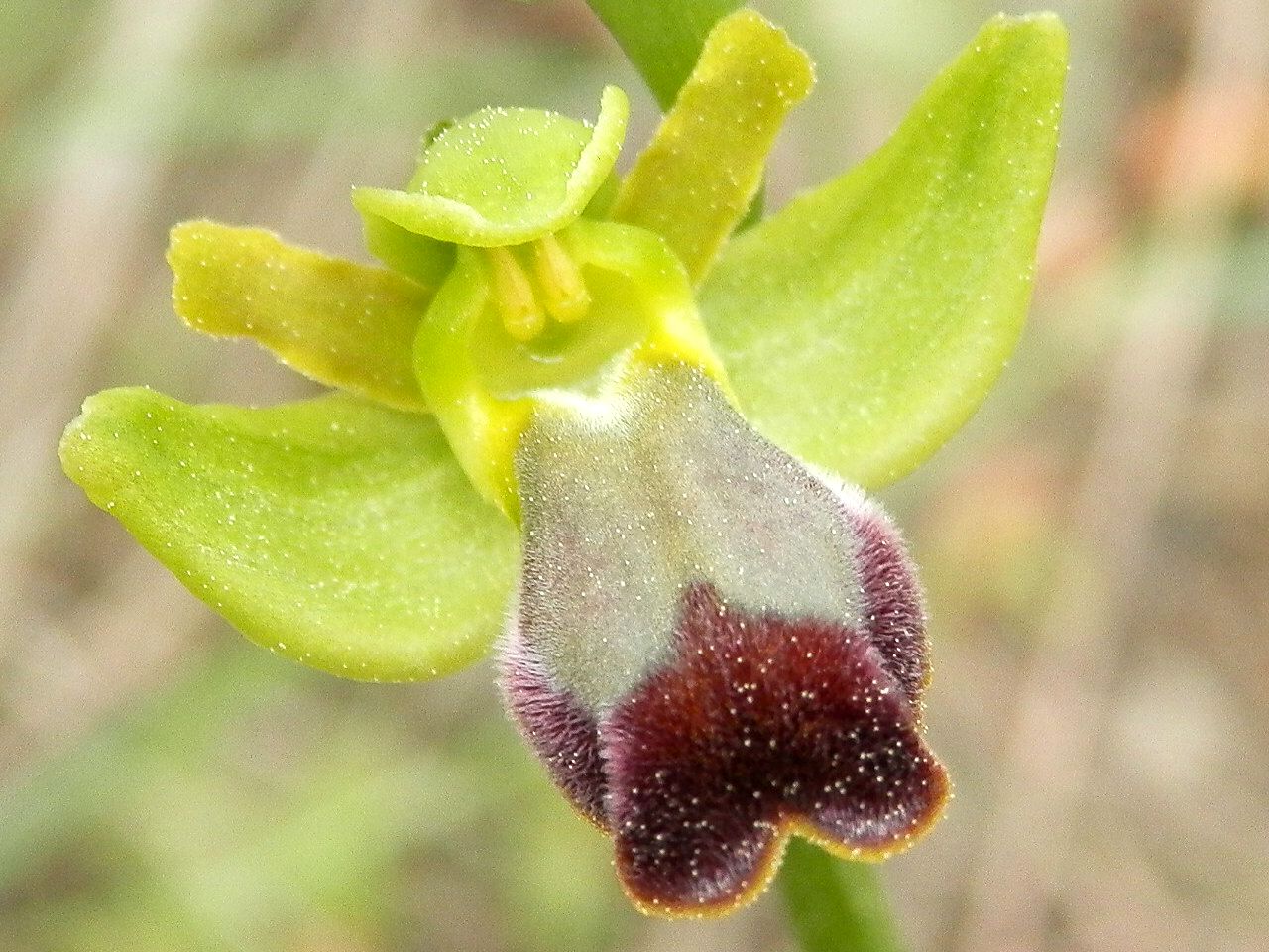 Ophrys fusca ssp. Mallorca (probably O. lupercalis)