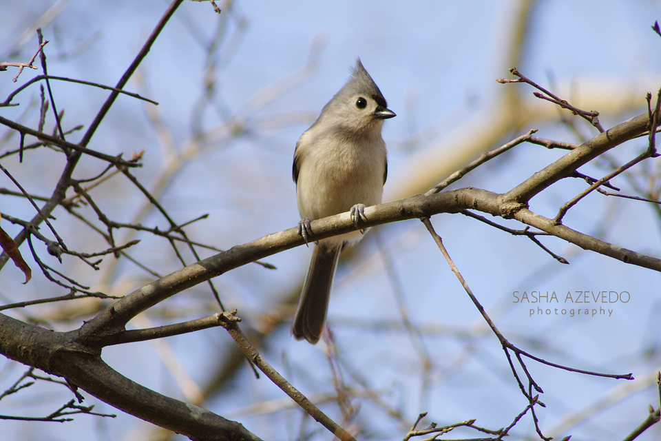 Tufted Titmouse