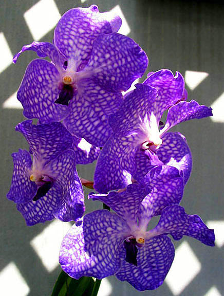 Orchid