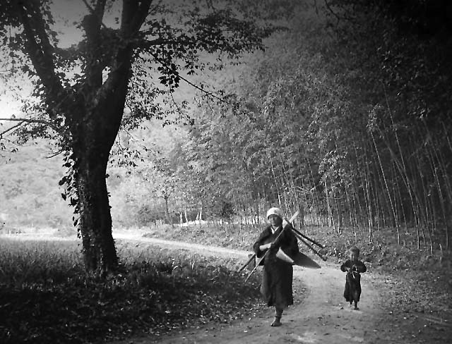 c. 1900 - In a bamboo forest