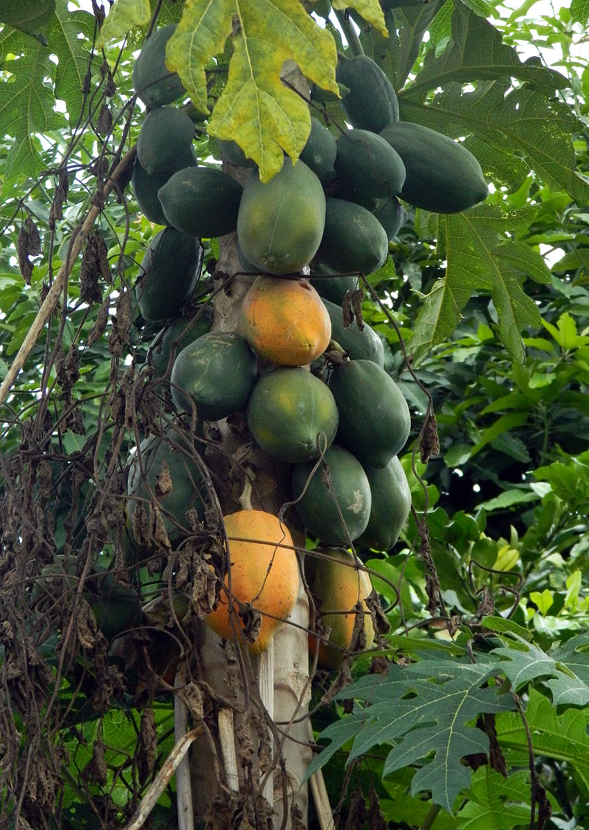 papaya.jpg