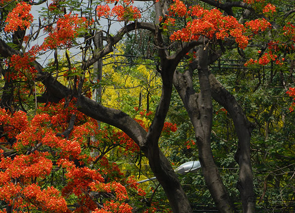 tangle of blooms.jpg