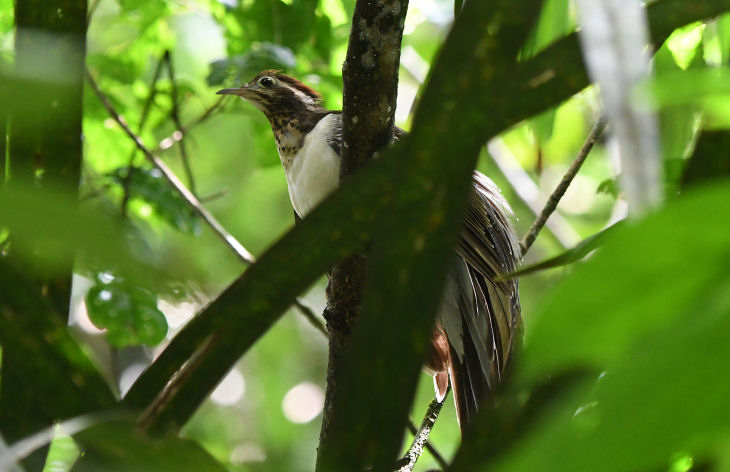 Pheasant Cuckoo  0616-1j  Gamboa
