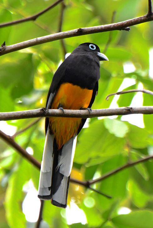 White-tailed Trogon  0616-3j  Canopy Camp