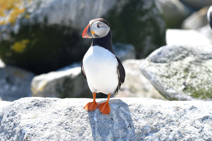 Atlantic Puffin  0717-4j  Machias Seal Island, NB