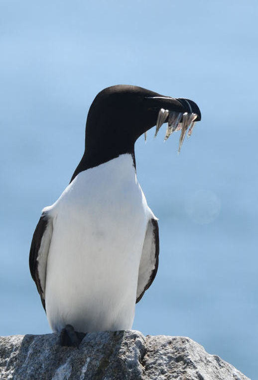 Razorbill  0717-4j  Machias Seal Island, NB