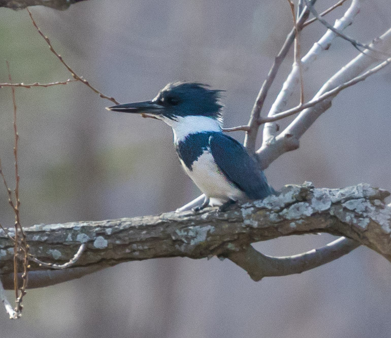 Belted Kingfisher - shot from 100m at dusk.