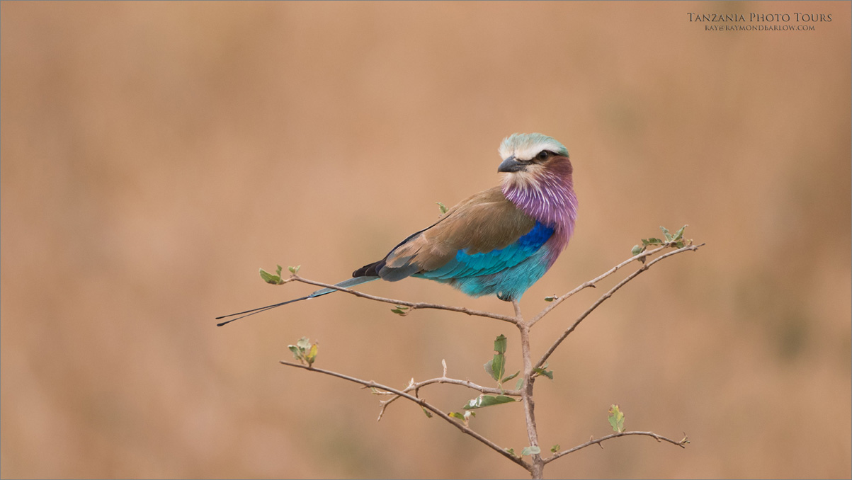  Lilac-breasted roller 