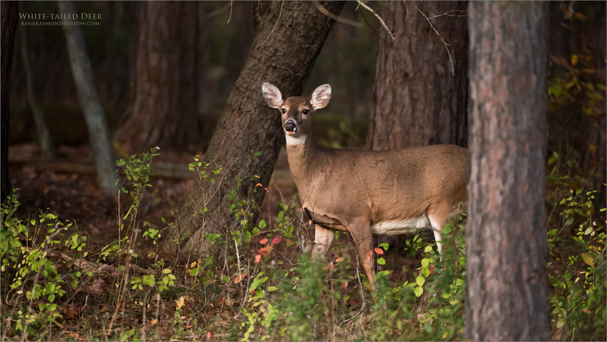 White-tailed Deer