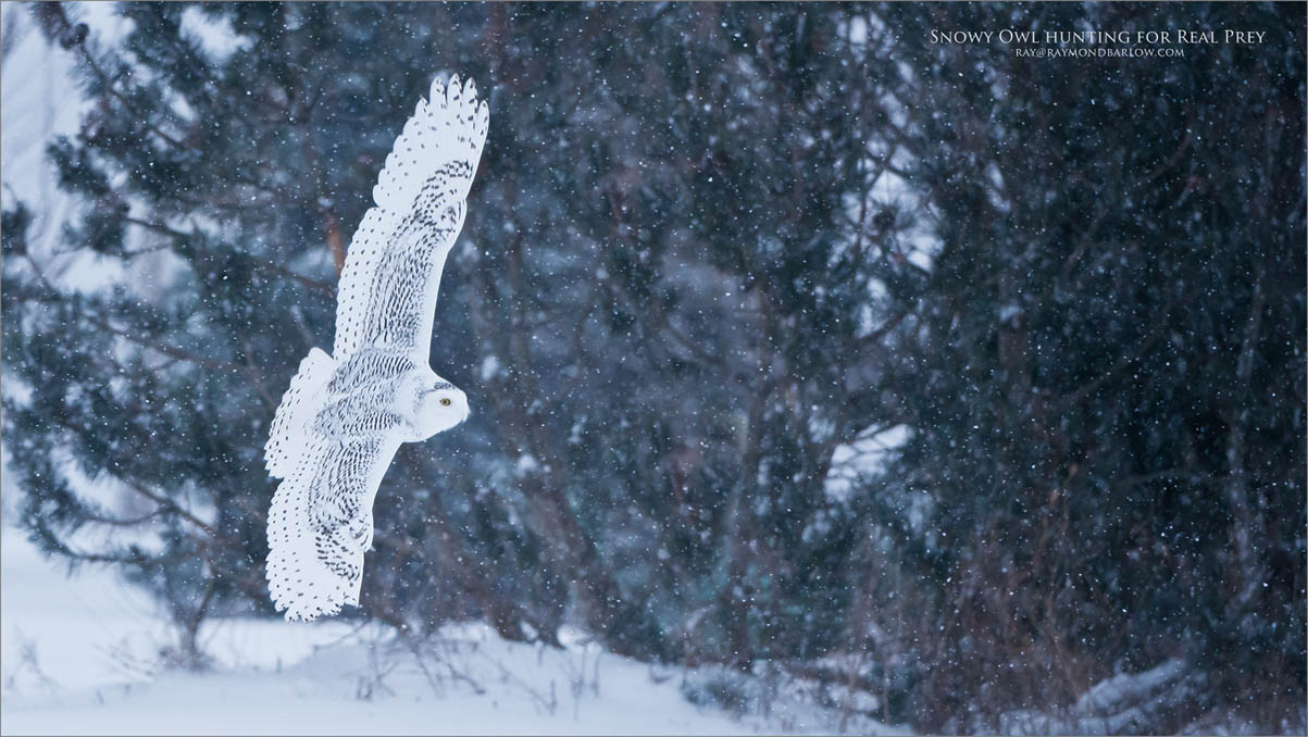 Snow Owl Hunting for Real Prey