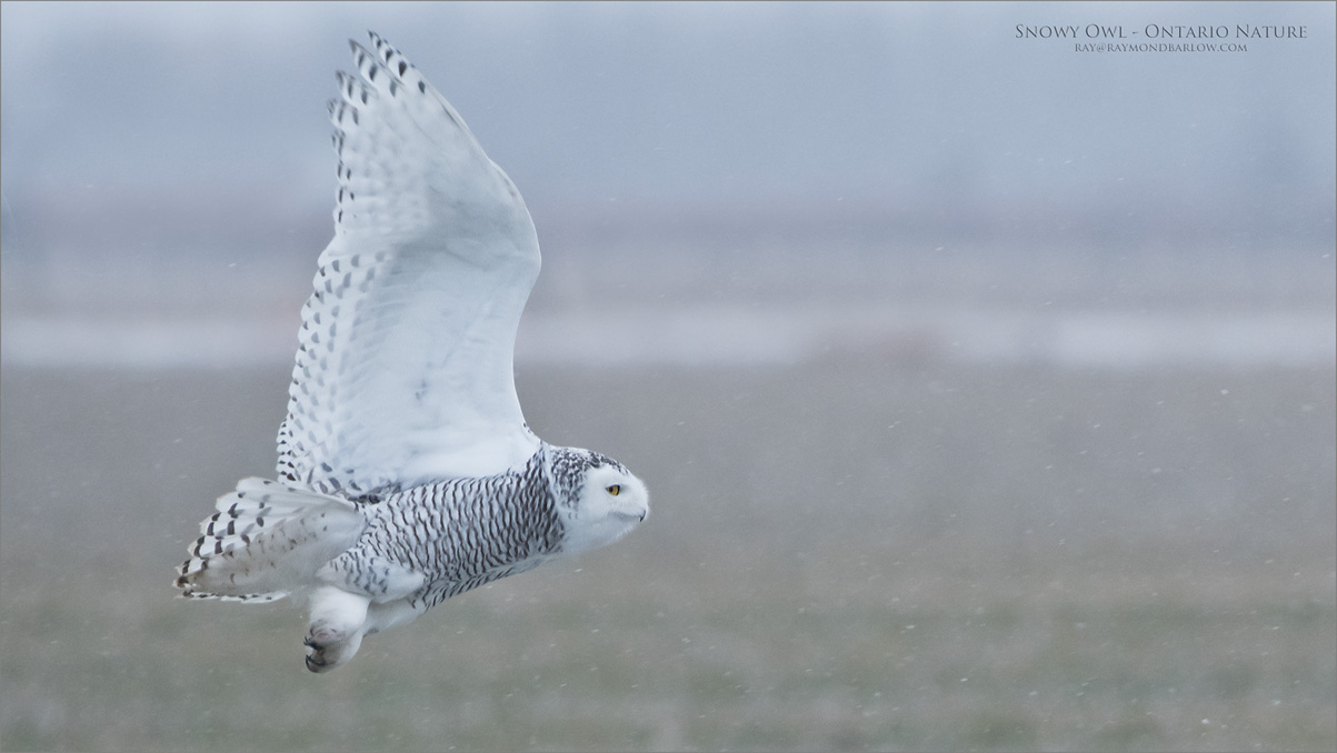 Snowy Owl in Flight 