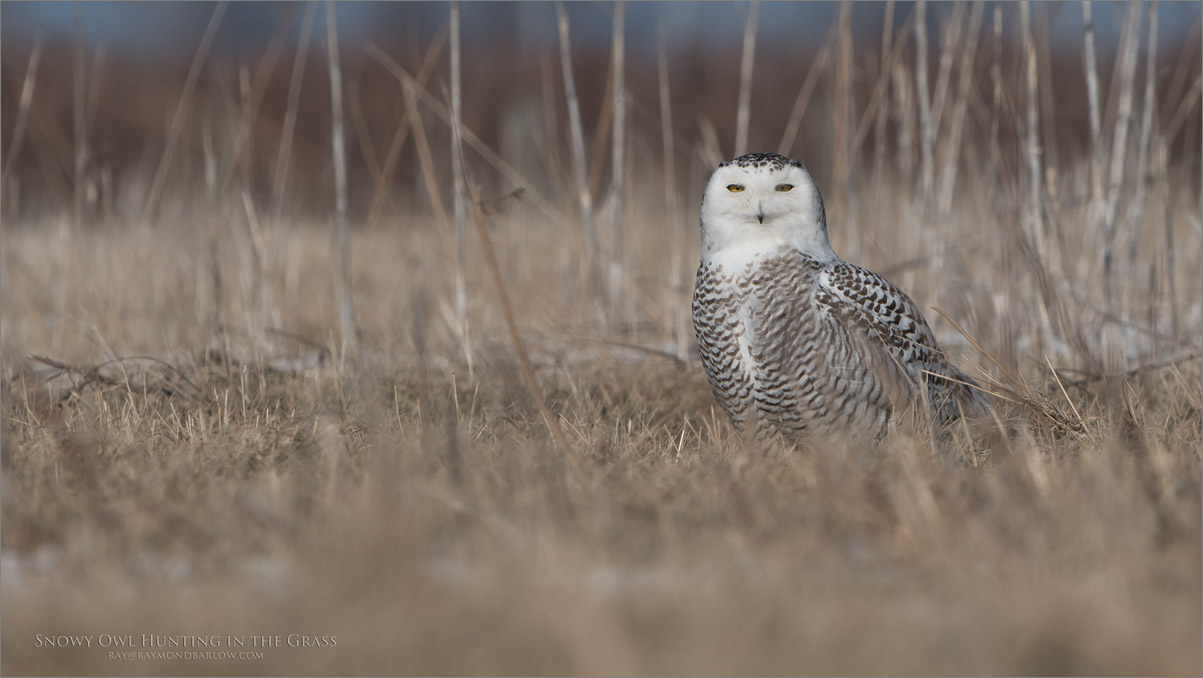 Snowy Owl in the Grass