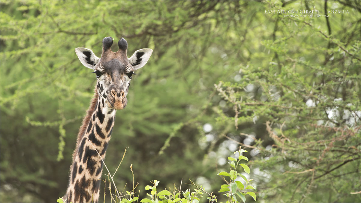 Giraffe in the Trees   