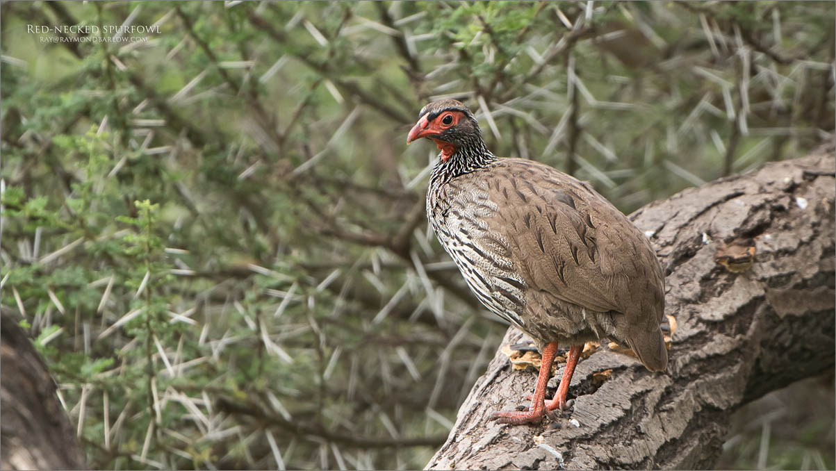 Red-necked spurfowl 