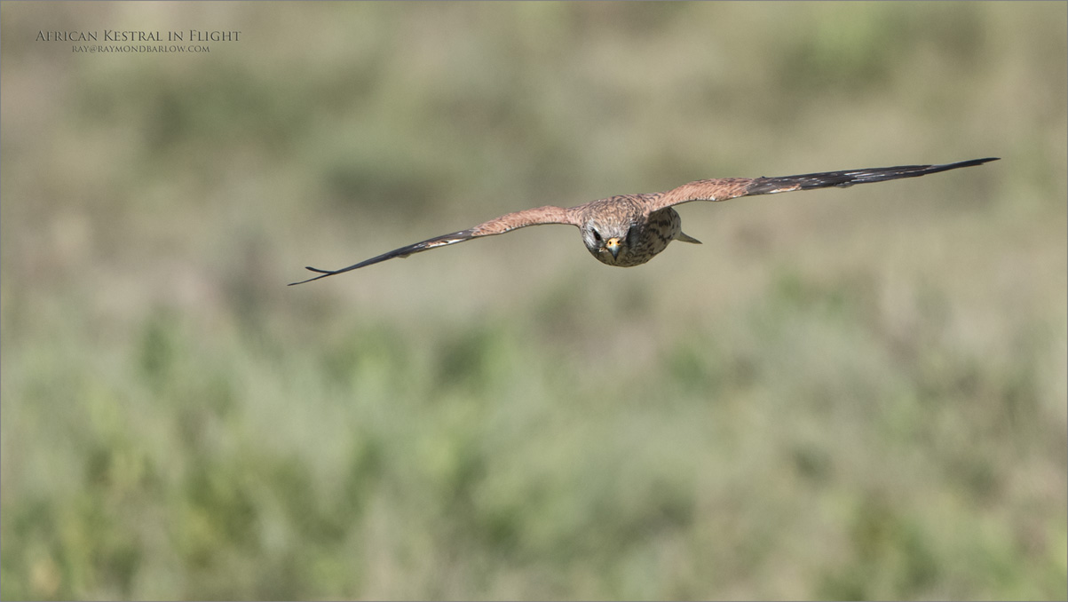 African Kestral in Flight 