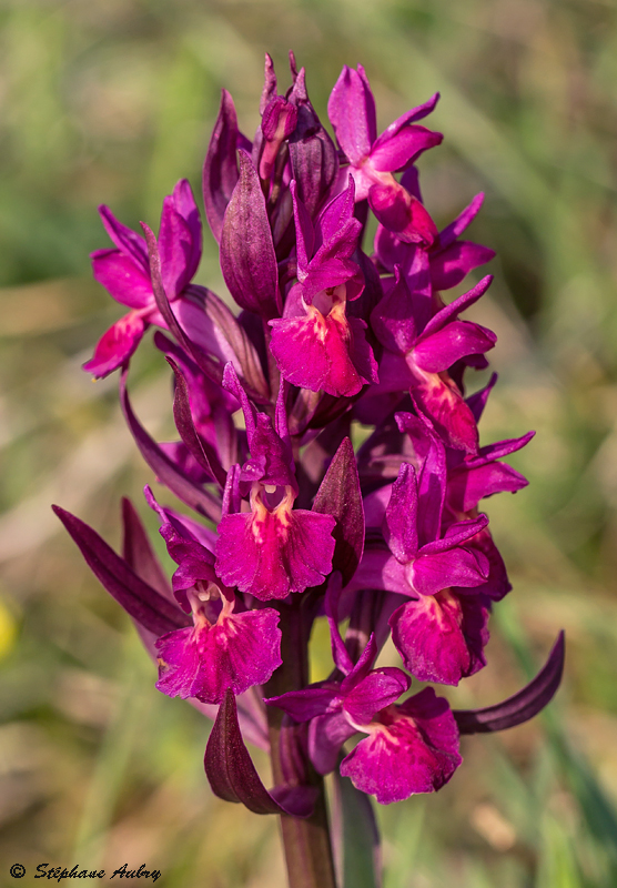 Dactylorhiza sambucina f. rubra