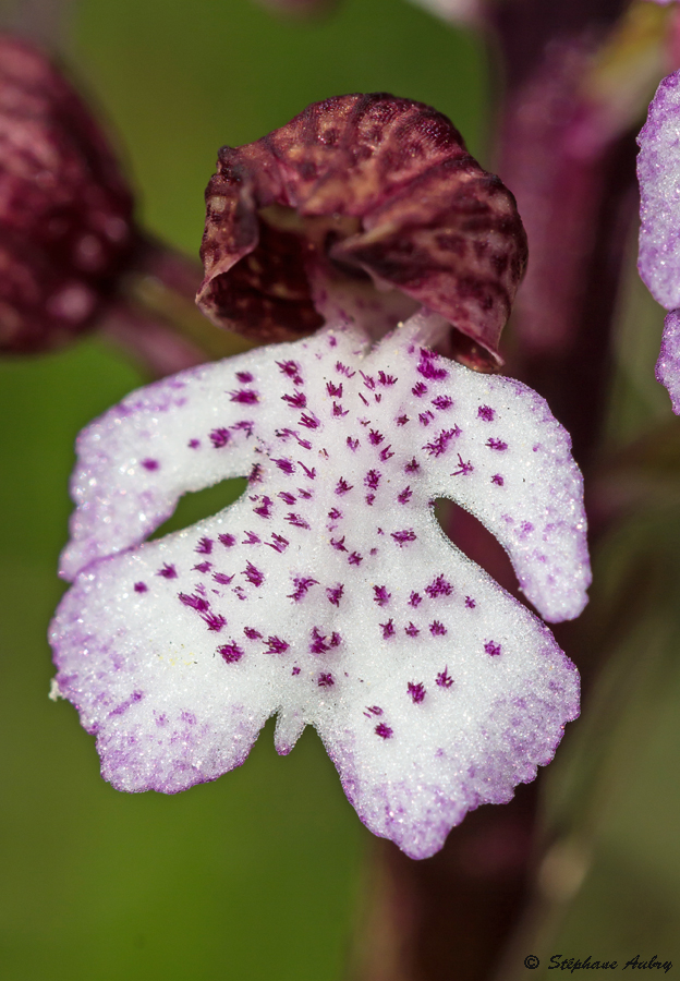 Orchis purpurea