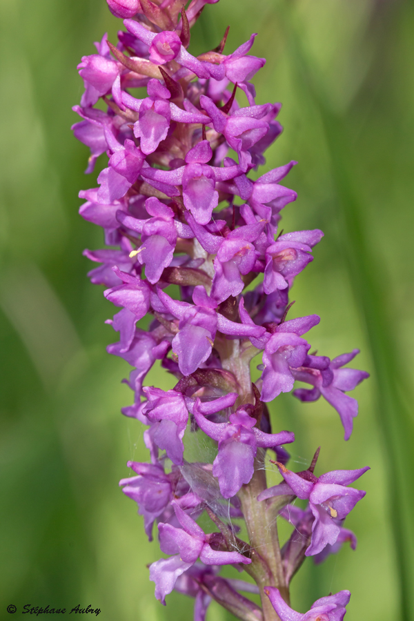 Gymnadenia odoratissima