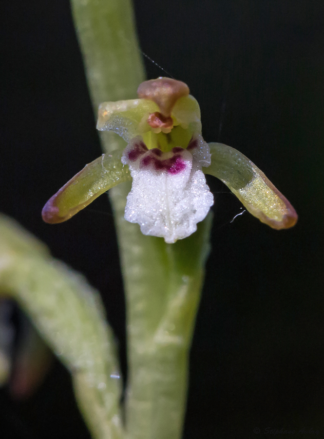 Corallorhiza trifida