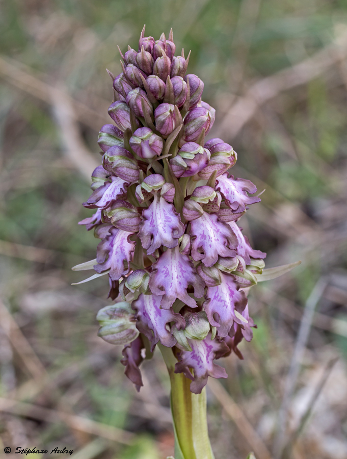 Himantoglossum robertianum