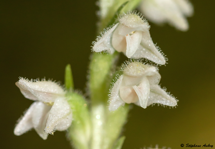 Goodyera repens