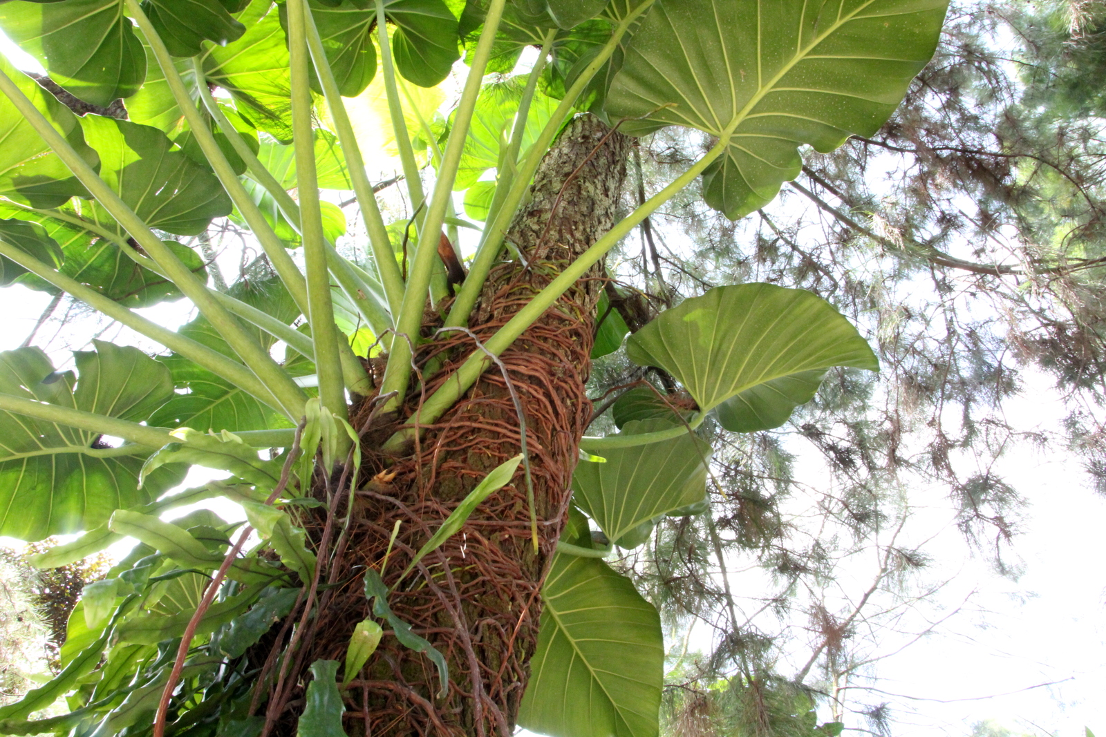 Pinus elliottii - Slash pine, with massive epiphyte