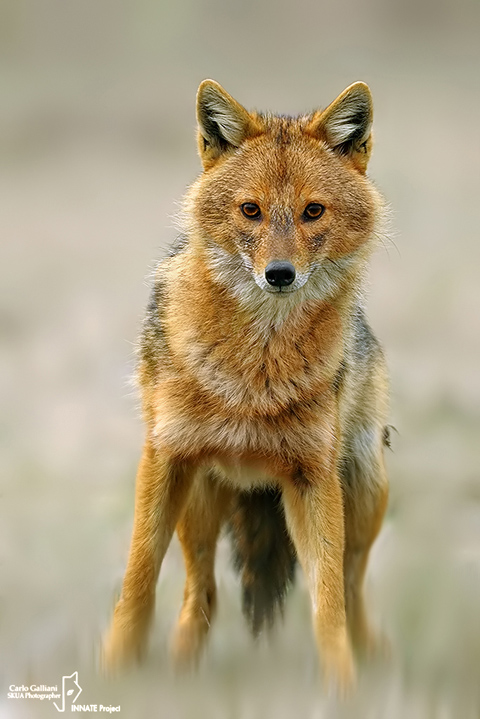 Sciacallo dorato -Golden jackal (Canis aureus) Female