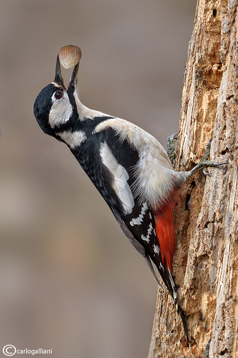 Picchio rosso maggiore-Great Spotted Woodpecker (Dendrocopos major))