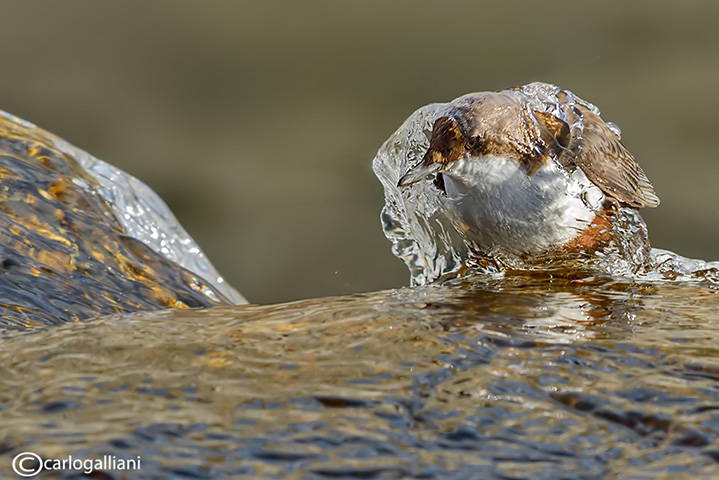 Merlo acquaiolo-White-throated Dipper (Cinclus cinclus)	