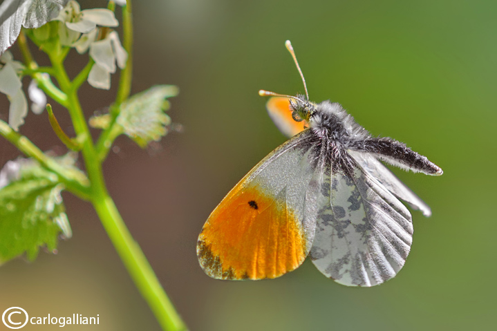 Anthocharis cardamines