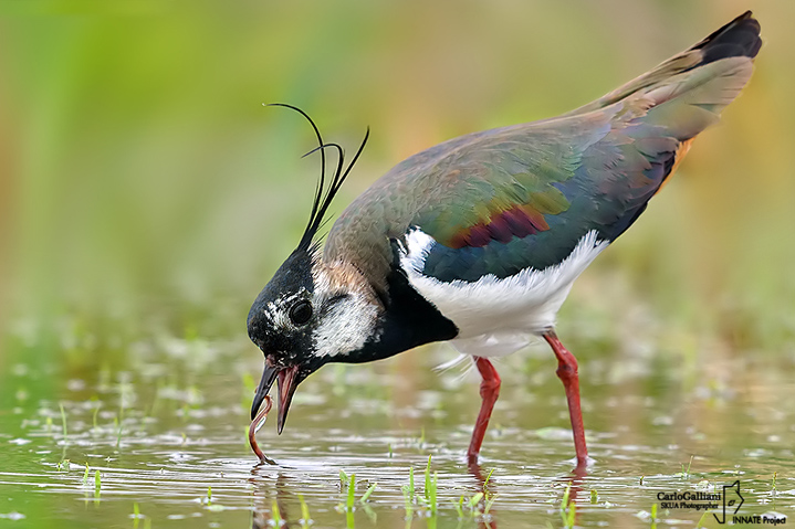 Pavoncella-Northern Lapwing (Vanellus vanellus)