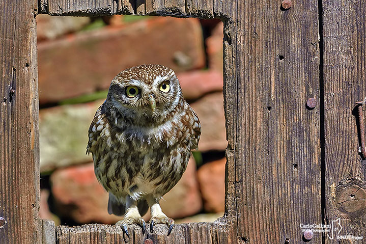Civetta-Little Owl (Athene noctua)
