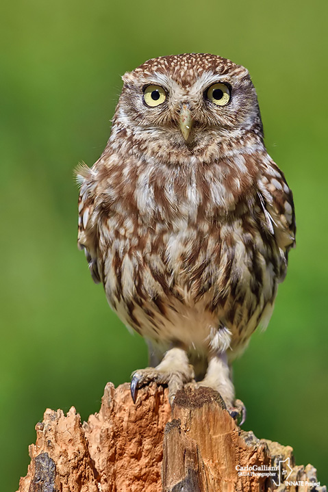 Civetta-Little Owl (Athene noctua)