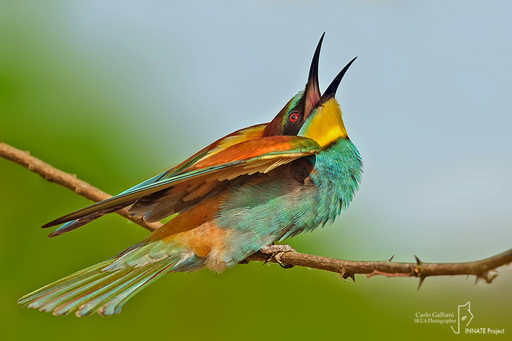 Gruccione-European Bee-eater (Merops apiaster)