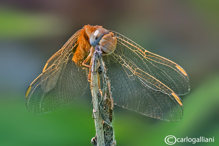 Crocothemis erythraea 