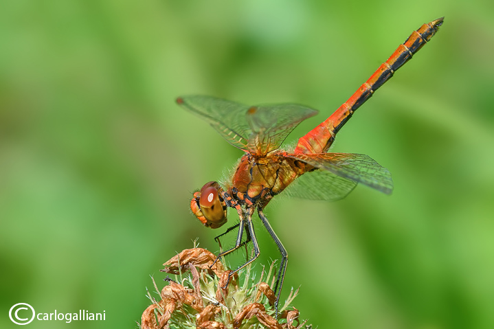 Sympetrum flaveolum