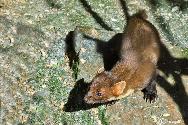 Martora - Pine marten (Martes martes)