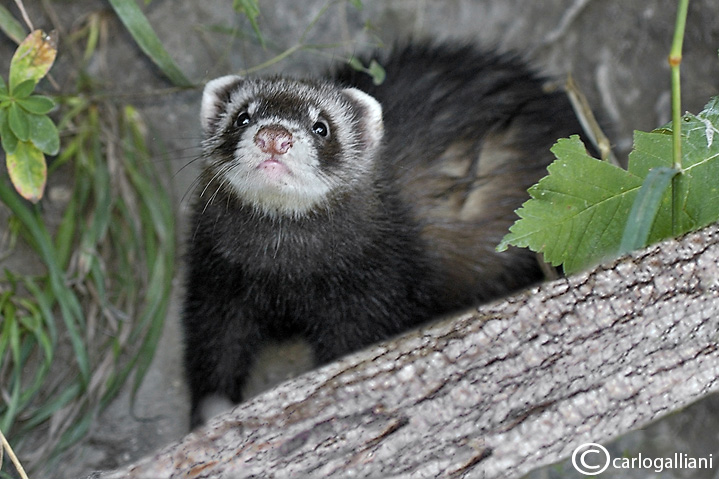 Puzzola-European Polecat (Mustela putorius )